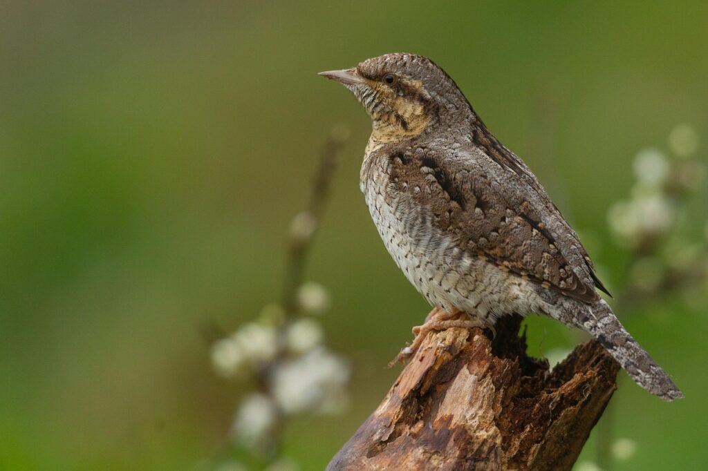 肩こり解消におすすめのグッズは何ですか？