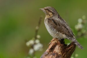 肩こり解消におすすめのグッズは何ですか？