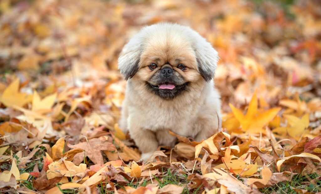 運用代行の相場はどのくらいが妥当なの？