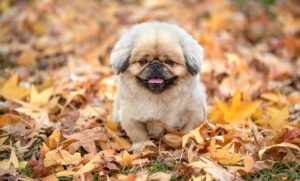 運用代行の相場はどのくらいが妥当なの？