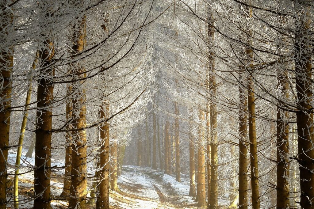 冬の楽しみを満喫するためのおすすめアクティビティは？