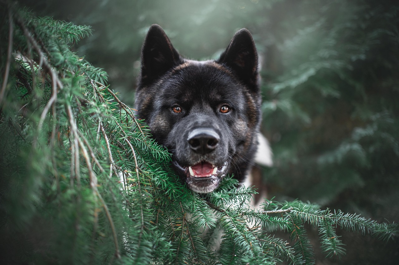 ペットのしつけ方における犬の効果的な方法は？